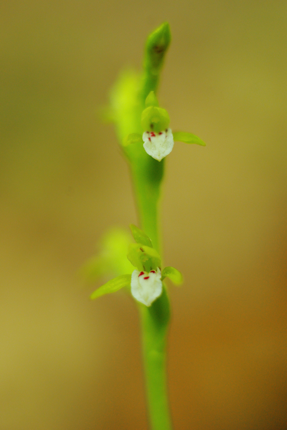 Corallorhiza trifida