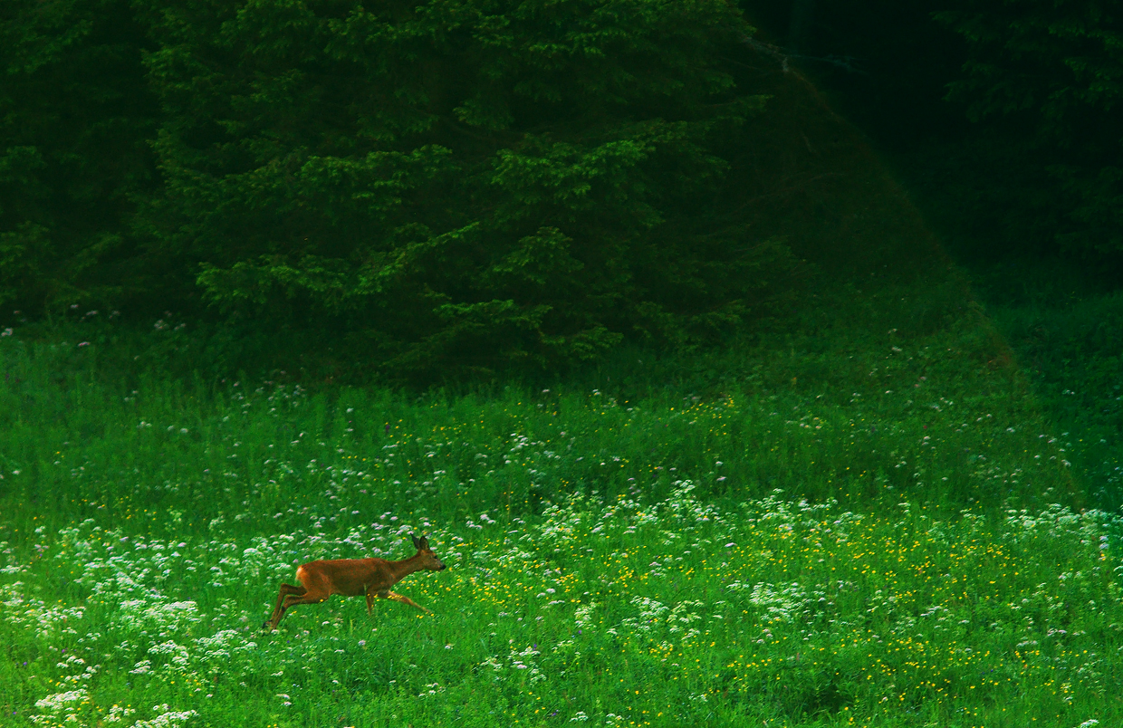 Dolina Jaworzynki / Tatry