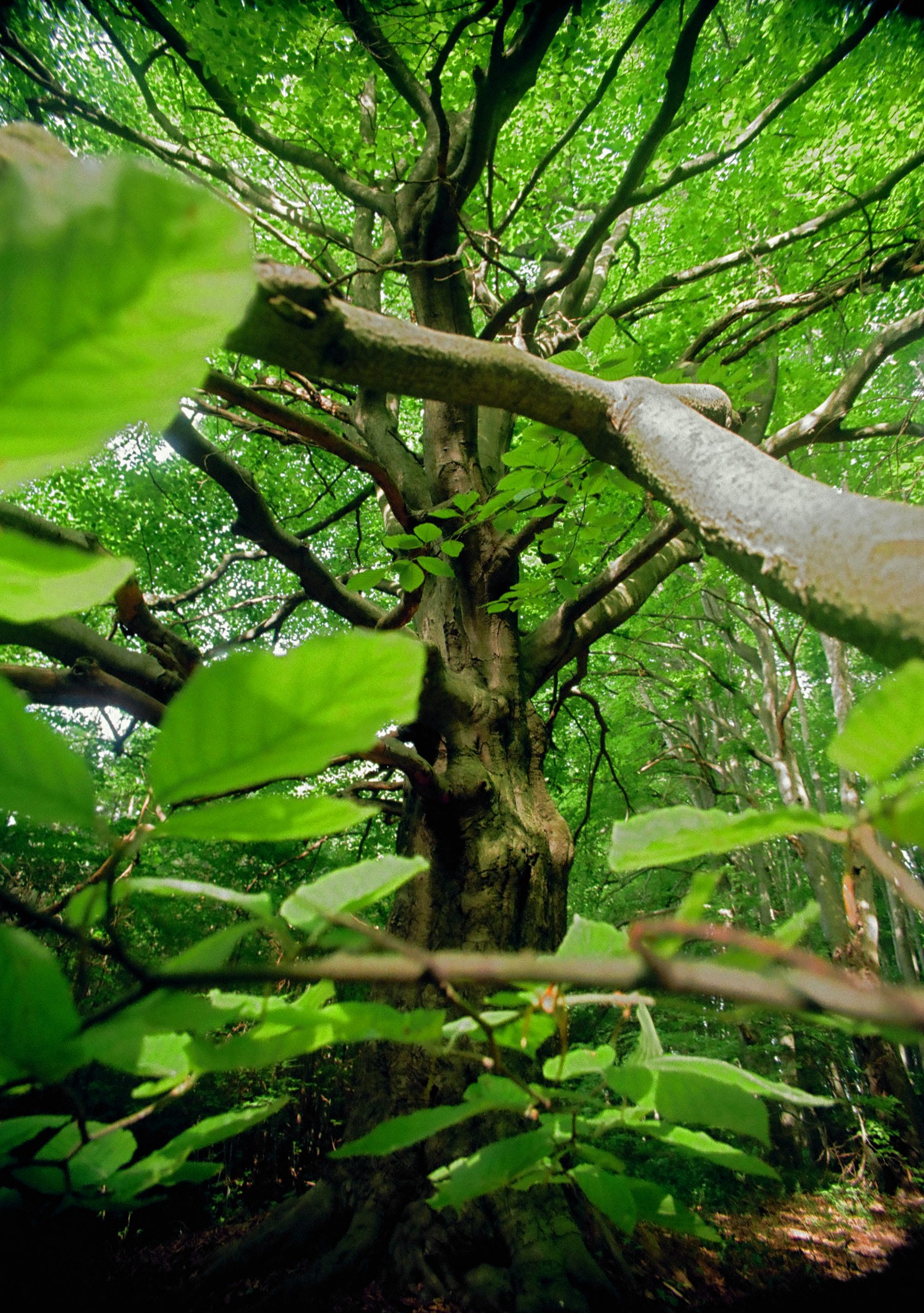 Odrodzenie / Analog / Kodak Portra 160 & Kentmere PAN 400