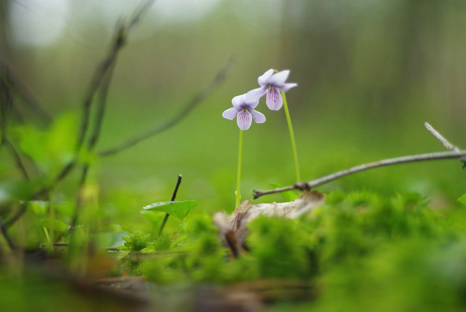 Torfowiska, bagna, wysięki