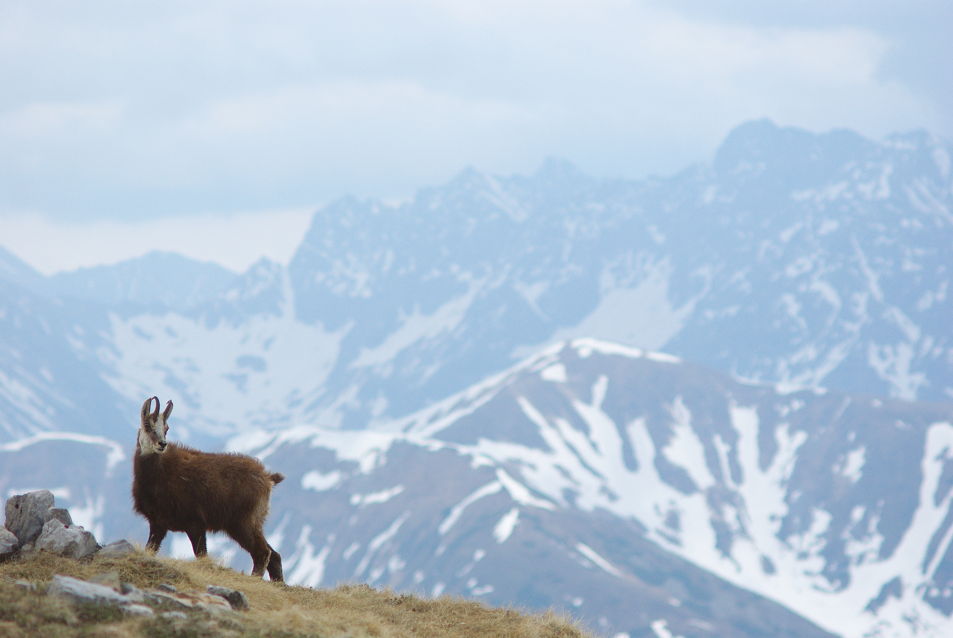 Czerwone Wierchy / Tatry Zachodnie