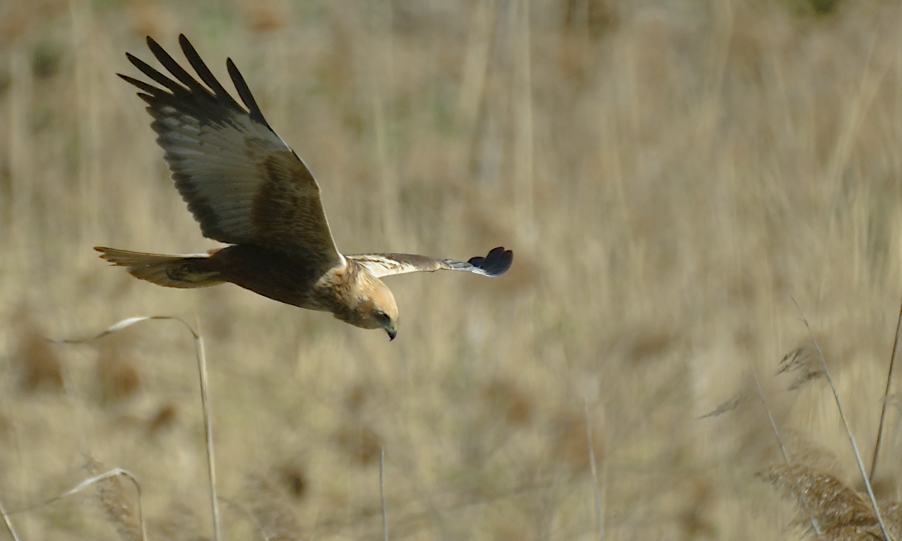 Grążeliska, trzcinowiska, szuwary