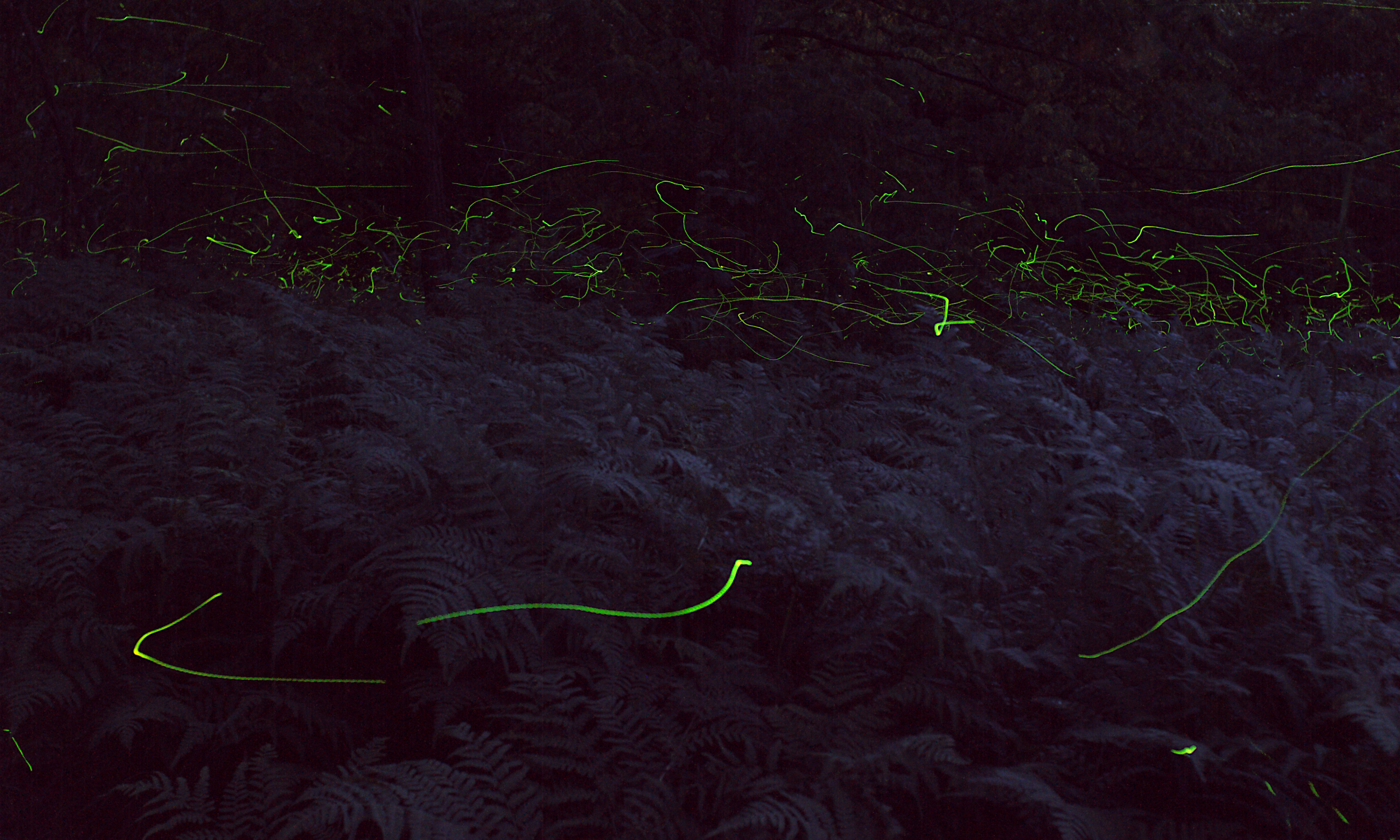 Świetlik świętojański (Lampyris noctiluca)