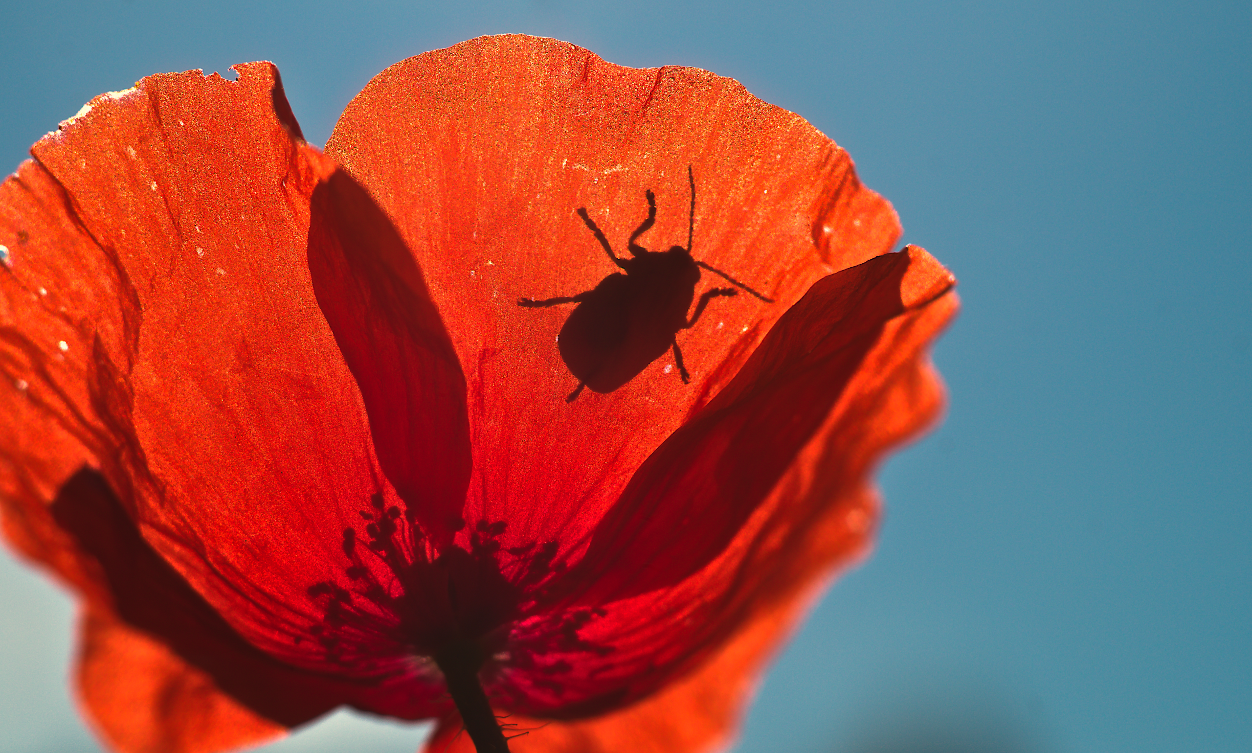 Entomologia / Arachnologia