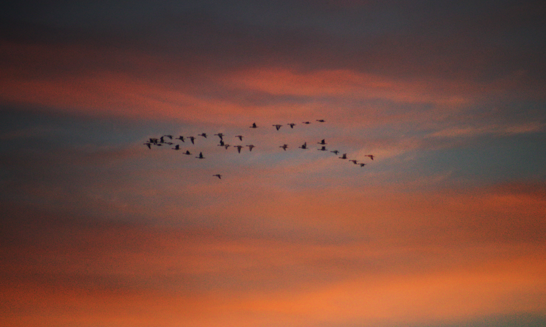 Przeloty / Odloty / Zimowiska